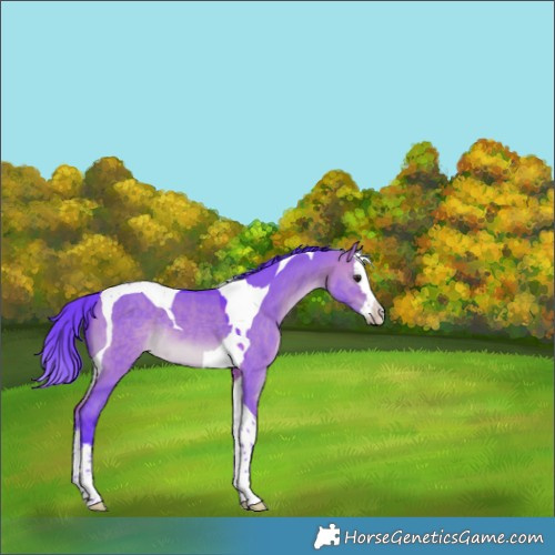 Horse Color:Watercolor Bay Dun Splash Tobiano Rabicano 