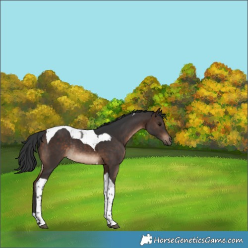 Horse Color:Brown Tobiano Rabicano 