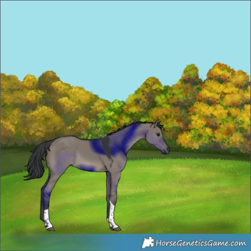 Horse Color:Grullo Tobiano Rabicano 