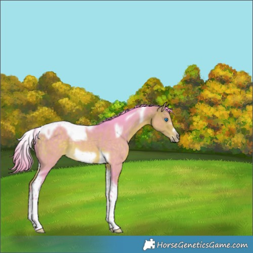 Horse Color:Watercolor Buckskin Tobiano Frame Rabicano 