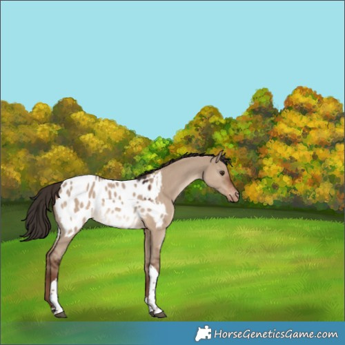 Horse Color:Liver Red Dun Tobiano Blanket Rabicano 