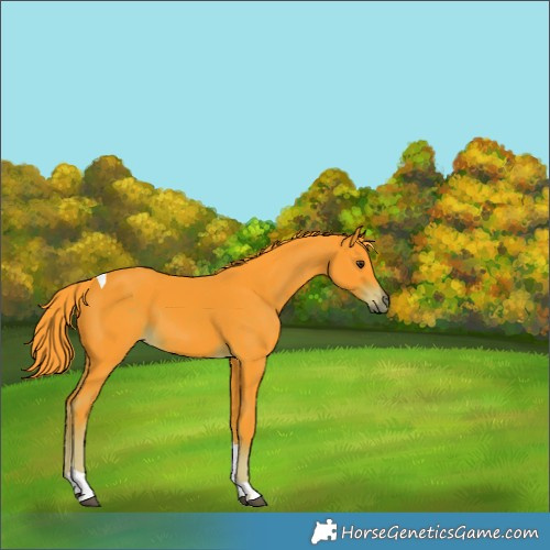 Horse Color:Watercolor Liver Chestnut Tobiano Rabicano 