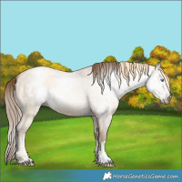 Horse Color:Buckskin Roan Pearl and Gray Buckskin Roan Pearl