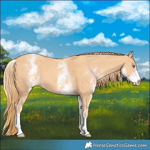 Horse Color:White Spotted Gold Champagne
