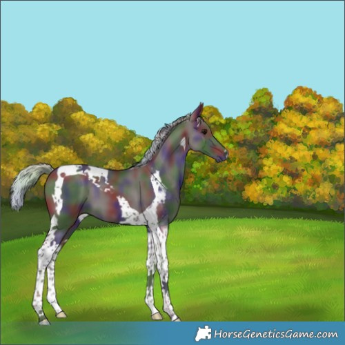 Horse Color:Nacre Silver Black Tobiano 