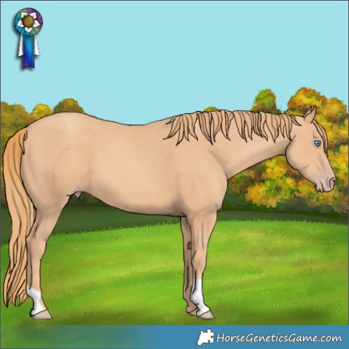 Horse Color:Gold Champagne 