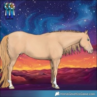 Horse Color:Gold Champagne 
