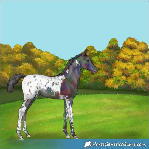 Horse Color:Nacre Black Tobiano Appaloosa 