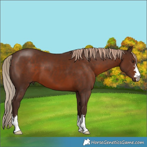 Horse Color:Liver Chestnut