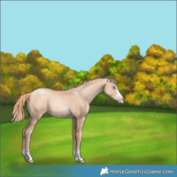 Horse Color:Gold Champagne Pearl