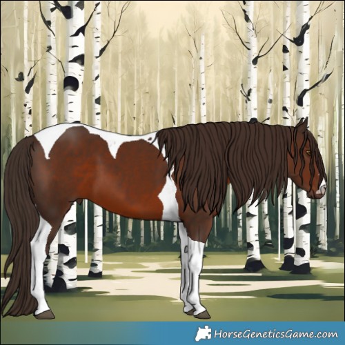 Horse Color:Liver Chestnut Tobiano 