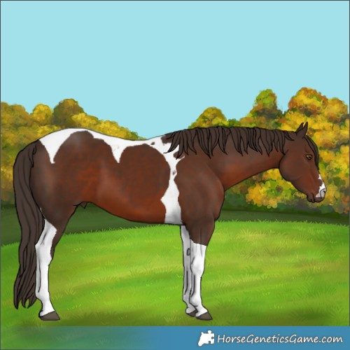 Horse Color:Liver Chestnut Tobiano 