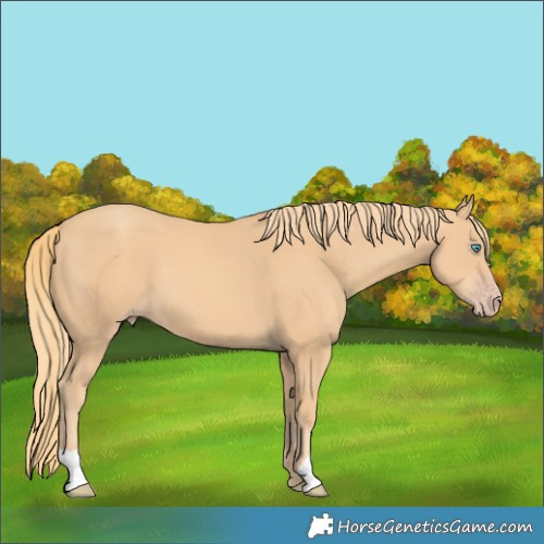 Horse Color:Gold Champagne