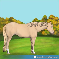 Horse Color:Gold Champagne