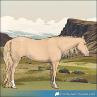 Horse Color:Gold Champagne 