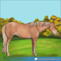 Horse Color:Gold Champagne