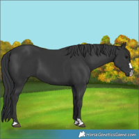 Horse Color:Black 