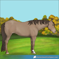 Horse Color:Classic Champagne