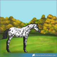 Horse Color:Black Appaloosa