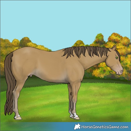 Horse Color:Classic Cream Champagne