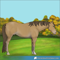 Horse Color:Classic Cream Champagne