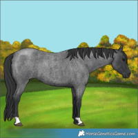 Horse Color:Blue Roan