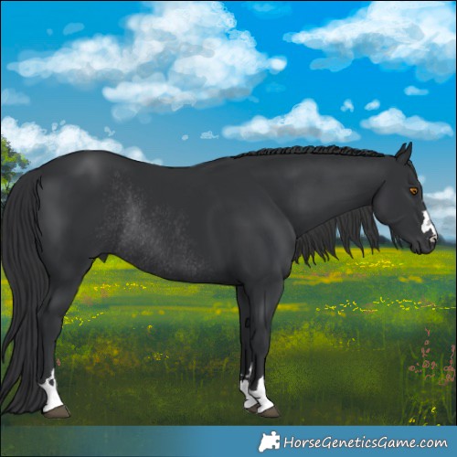 Horse Color:Black Rabicano