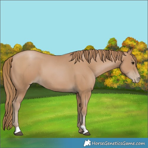 Horse Color:Black Pearl 