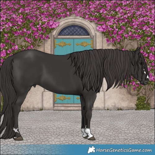 Horse Color:Smoky Black