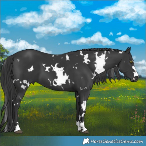 Horse Color:White Spotted Black 