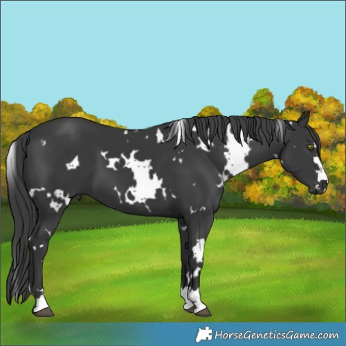Horse Color:White Spotted Black