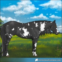 Horse Color:White Spotted Black