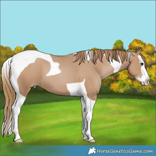 Horse Color:Black Pearl Splash Tobiano