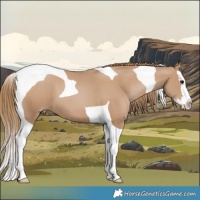 Horse Color:Black Pearl Splash Tobiano 