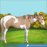 Horse Color:Black Pearl Splash Tobiano 