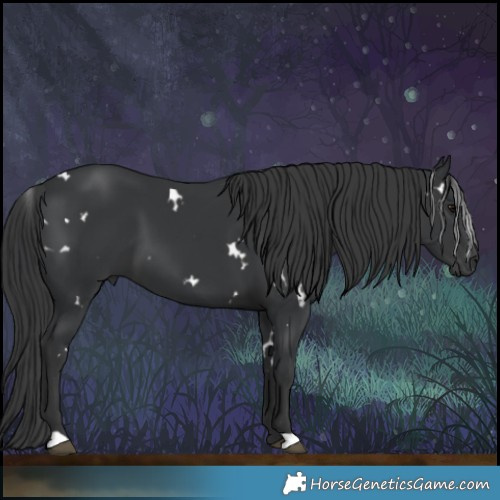 Horse Color:White Spotted Black