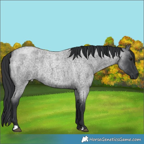 Horse Color:Blue Roan