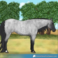 Horse Color:Blue Roan
