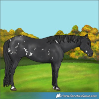 Horse Color:White Spotted Black 