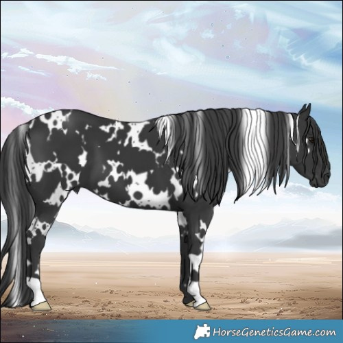 Horse Color:White Spotted Black 