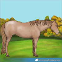 Horse Color:Black Pearl 
