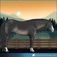 Horse Color:Black 