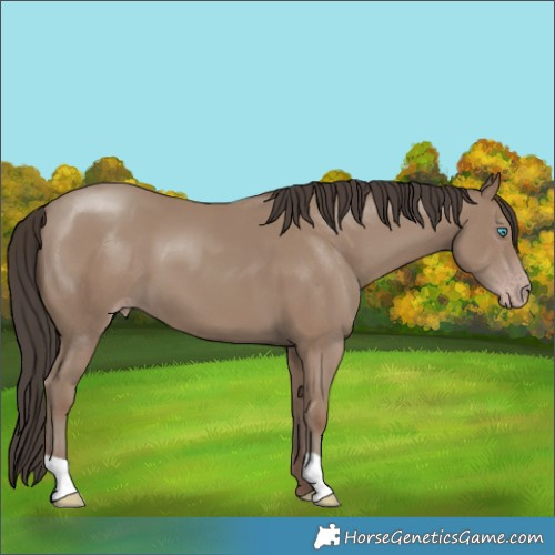 Horse Color:Classic Champagne