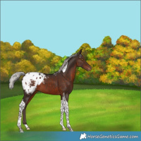 Horse Color:Silver Buckskin Tobiano 