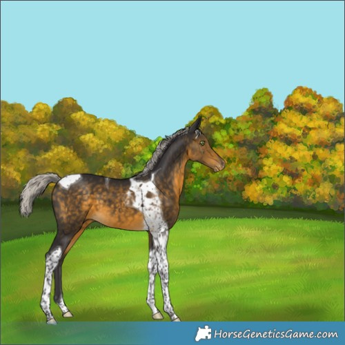 Horse Color:Silver Buckskin Tobiano Varnish 