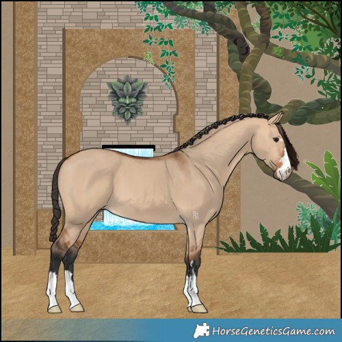 Horse Color:Bay Dun 