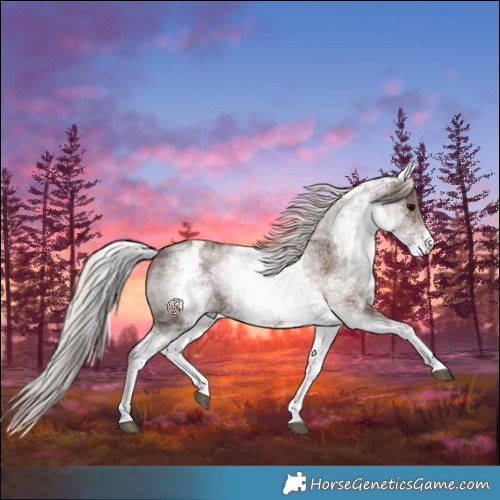 Horse Color:White Spotted Silver Black 