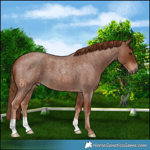 Horse Color:Red Roan 