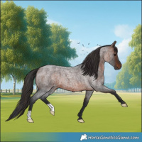 Horse Color:Brown Roan 
