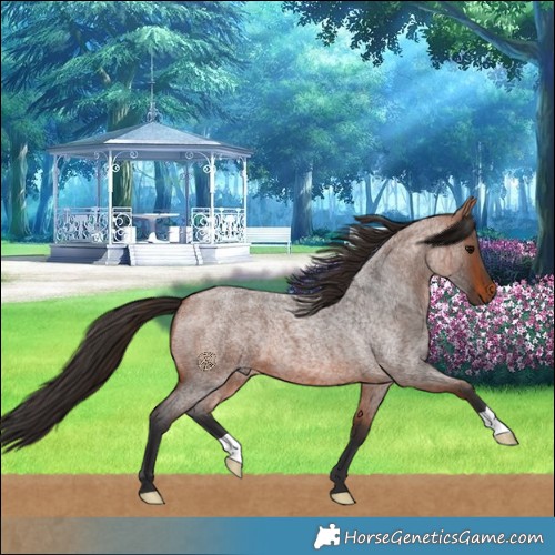 Horse Color:Bay Roan 